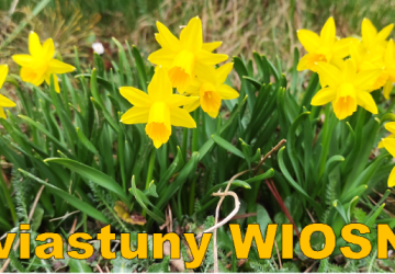 Wiosna, Wiosna!